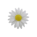 White daisy flower with a yellow center - Lilylin Designs